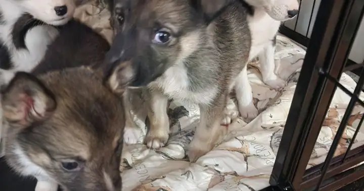 Okanagan Humane Society swamped with dog rescues two weeks into 2026 – Okanagan