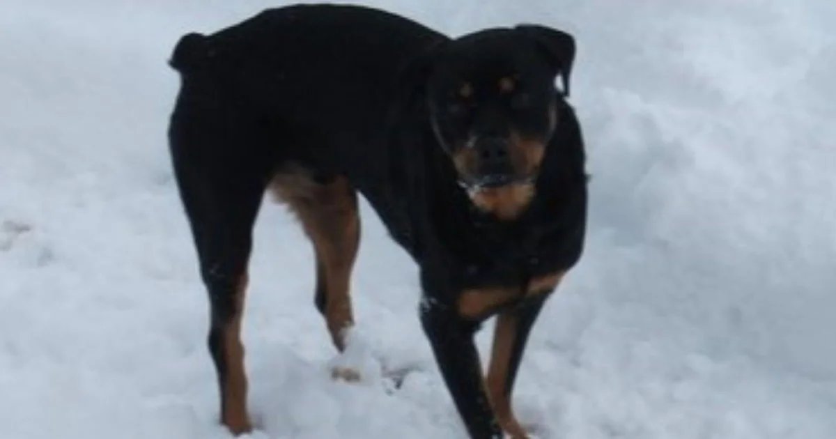 Pennsylvania woman’s beloved dog disappears after her mysterious shooting