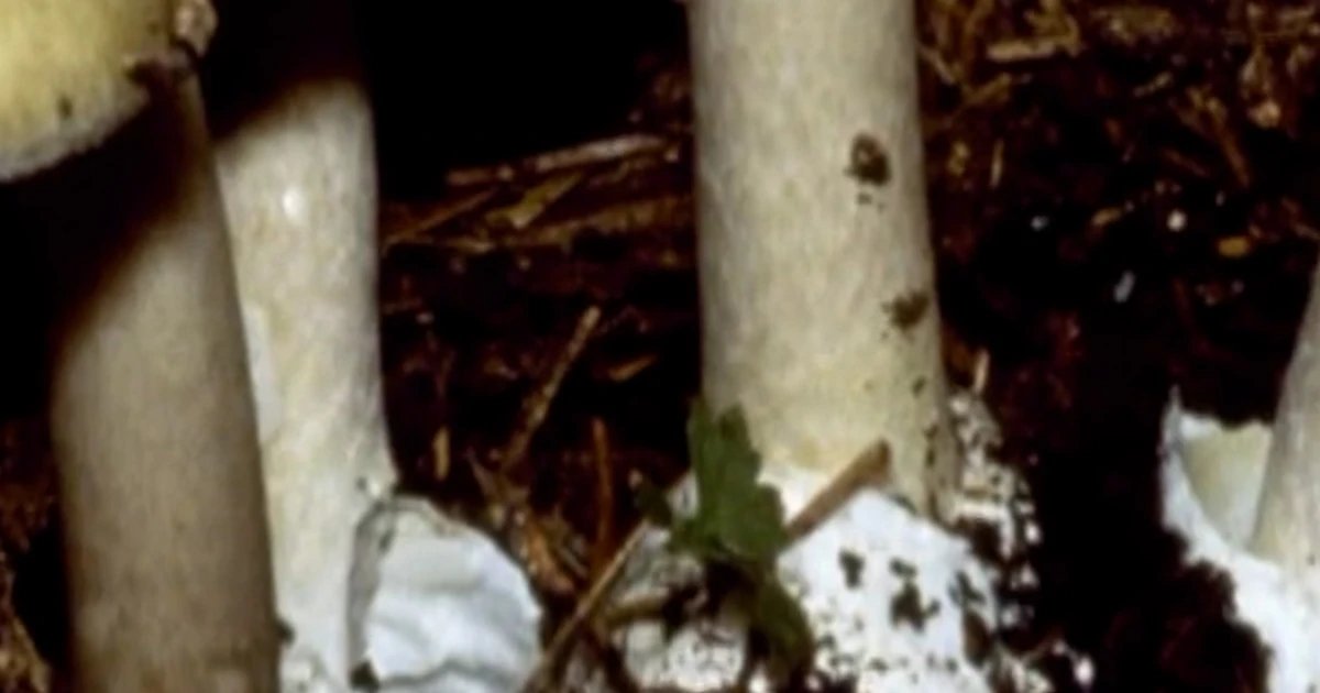 Foraged mushrooms in California linked to three deaths