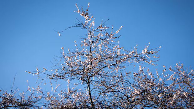 Will this be Vancouver’s first snow-free winter in 43 years?