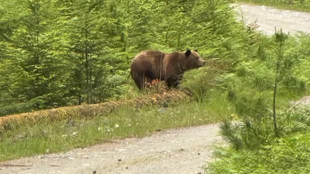 Two convicted, fined $3K each after grizzly bear killed on B.C.’s Texada Island