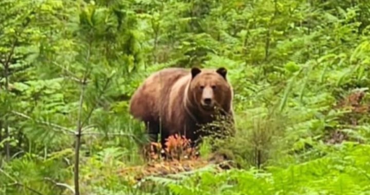 Criticism over B.C. government’s handling of Texada grizzly bear shooting