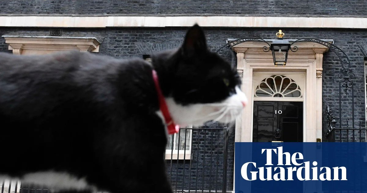 Chief mouser Palmerston dies after swapping Foreign Office for Bermuda | Cats