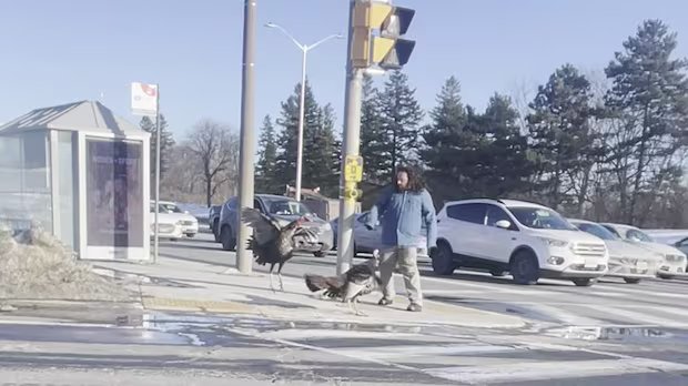 Ottawa man describes close encounter of the bird kind
