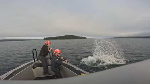 Shrinking cold-water habitat means more whales get caught in nets, research finds
