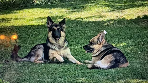 Hunter fined after pet dogs shot during Ontario coyote hunt, but owner says ‘justice has not been served’