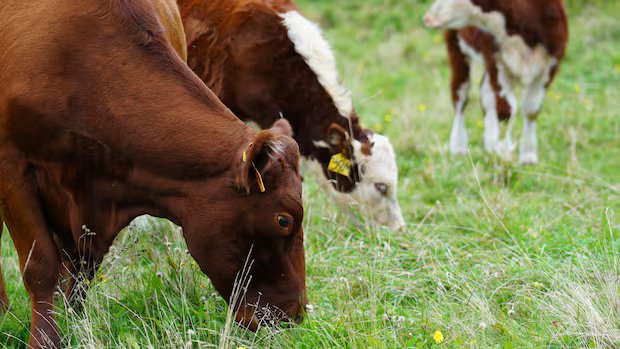 Government MP among those asking agriculture minister to reconsider Nappan farm closure