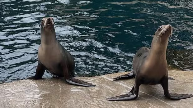 2 sea lions from Marineland get new home at Vancouver Aquarium