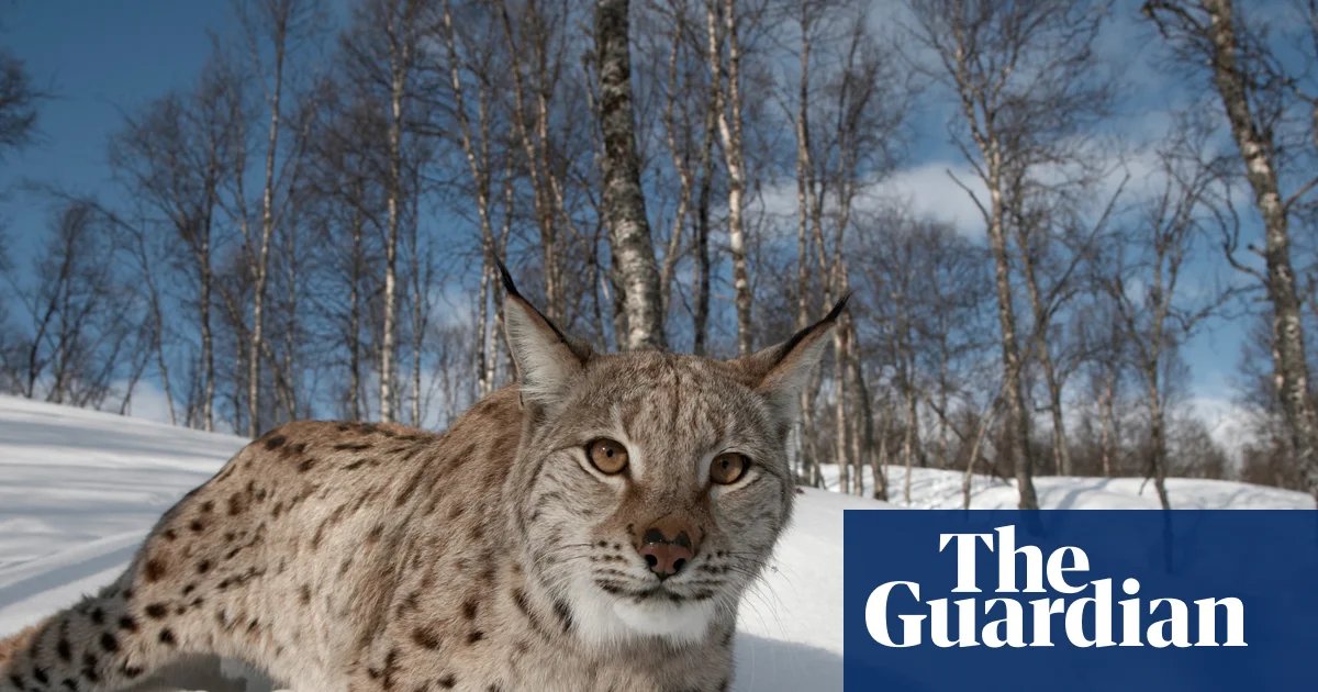 Lynx could return to Scotland’s forests – but can rewilders win over wary Highlanders? | Scotland