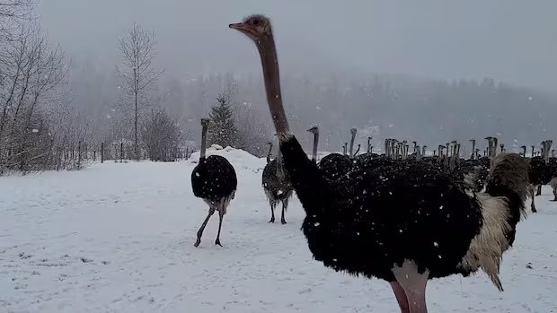 Neighbours of B.C. ostrich farm sue RCMP, CFIA for allegedly trespassing on their property