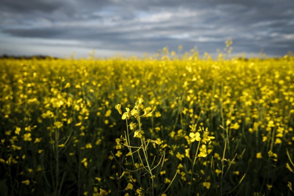 China suspends some canola, seafood tariffs on Canada after Carney visit