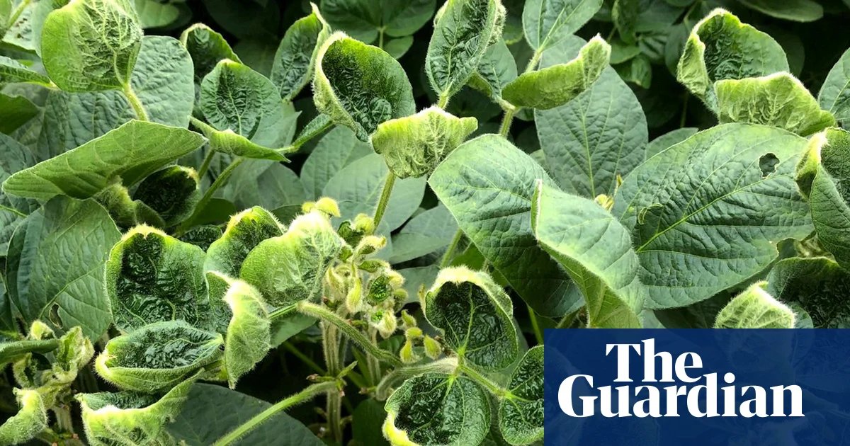 Trump’s EPA reapproves contentious weedkiller dicamba for some GM crops | Trump administration