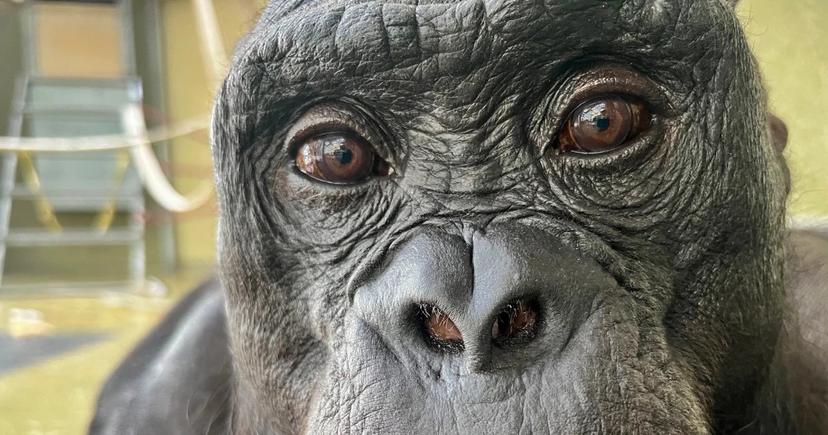 Bonobos can imagine and pretend, study finds by staging a tea party