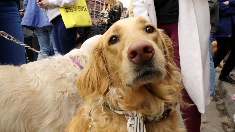 WATCH:  Thousands of golden retrievers to meet up in one town