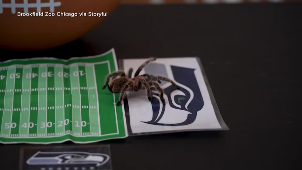 WATCH:  Animals predicting the Super Bowl
