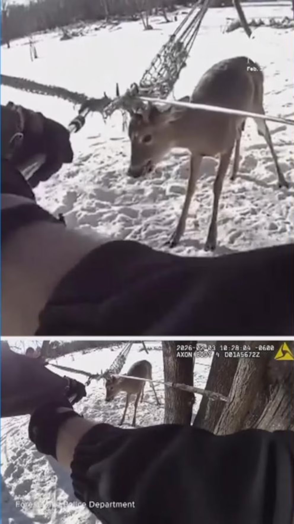 WATCH:  Minnesota police help rescue deer trapped in hammock