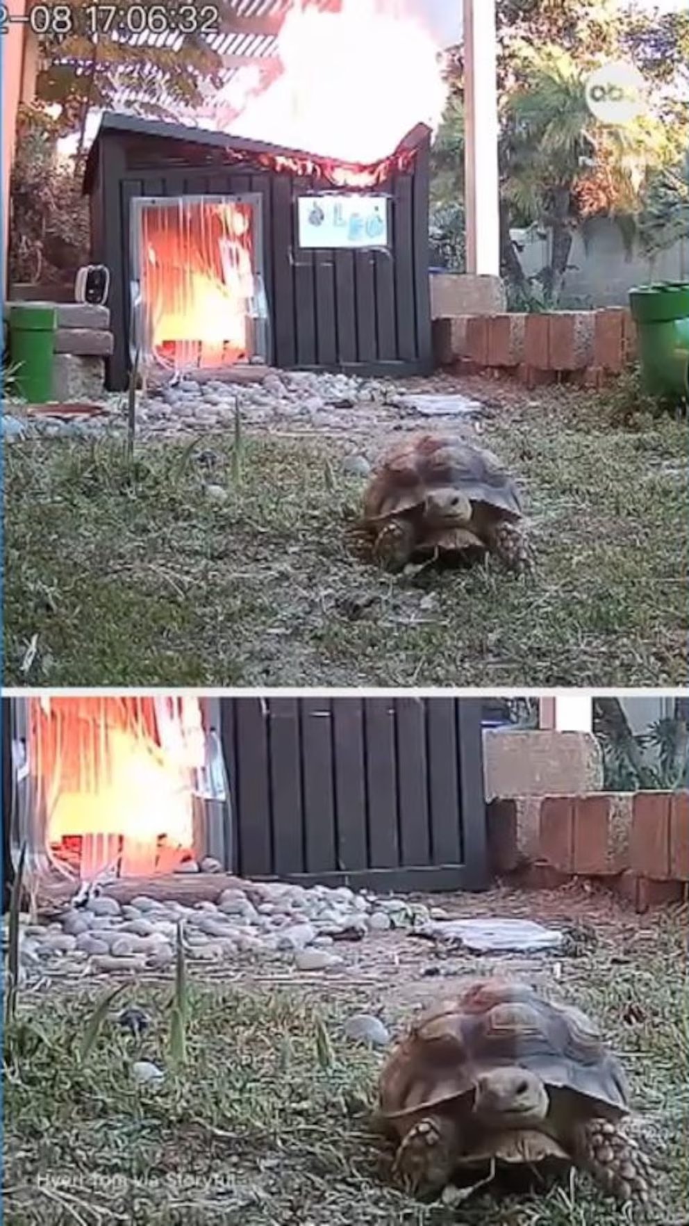 WATCH:  Tortoise escapes from burning shed after heat lamp ignites blaze