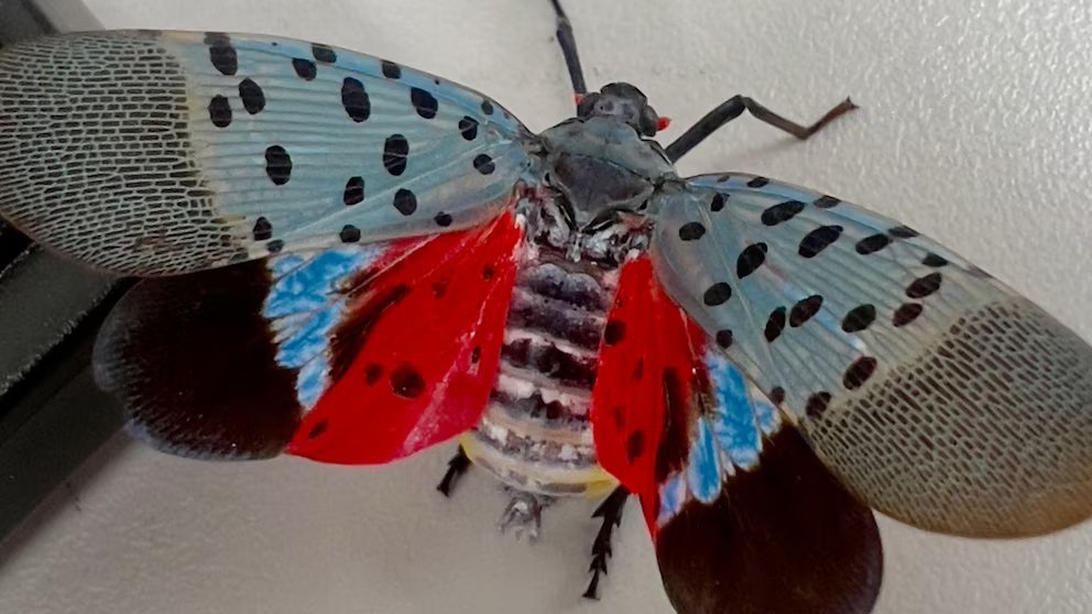 Video How cities gave spotted lanternflies an evolutionary edge