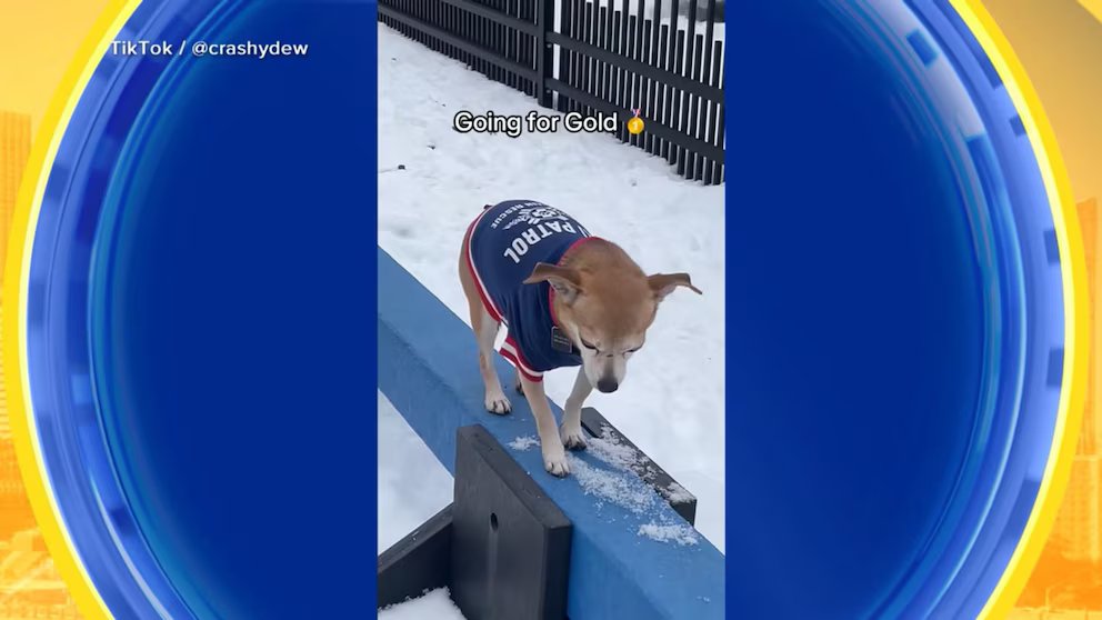 WATCH:  Dogs take on the Winter Games