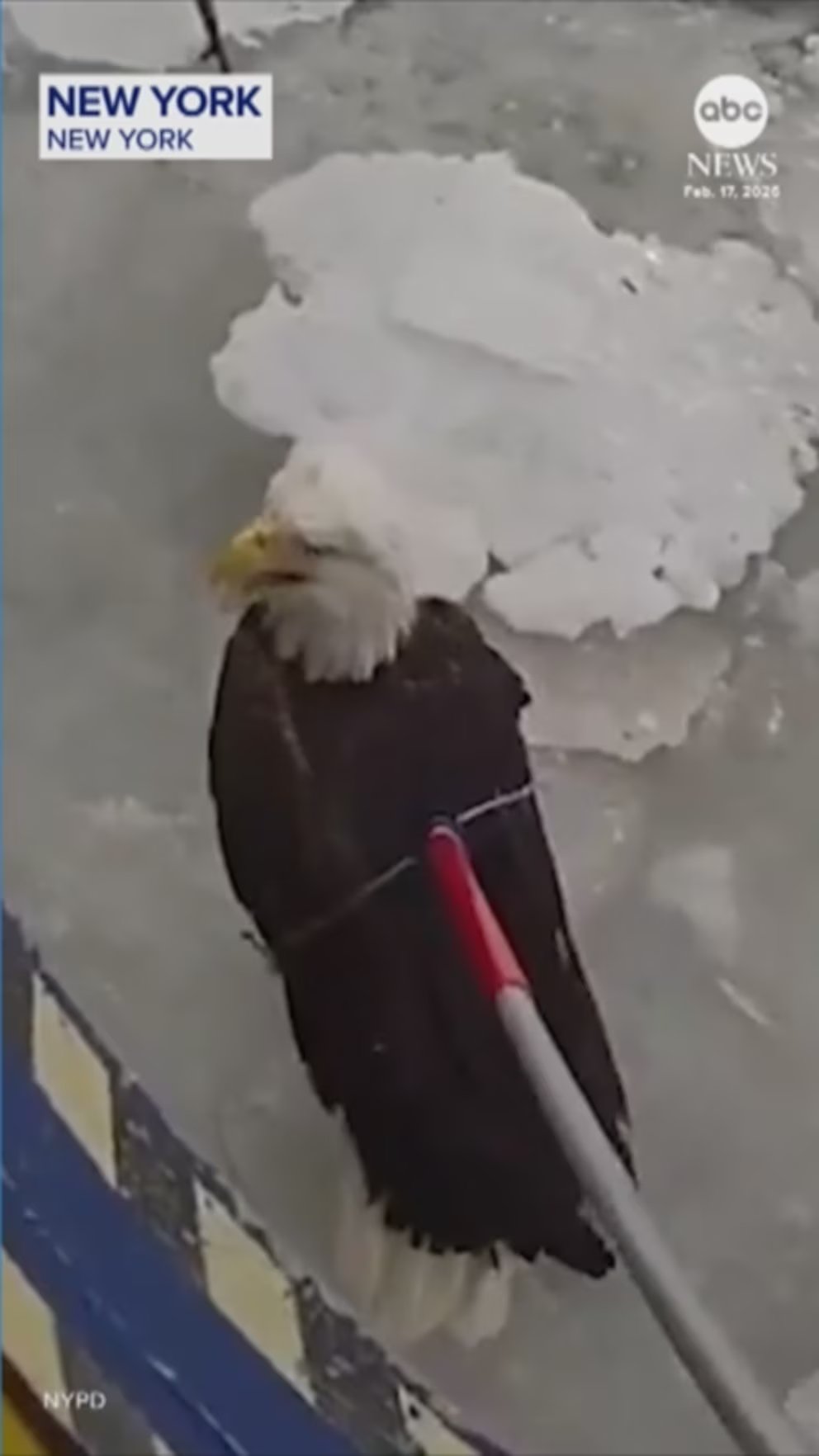 WATCH:  New York City police rescue bald eagle from icy Hudson River