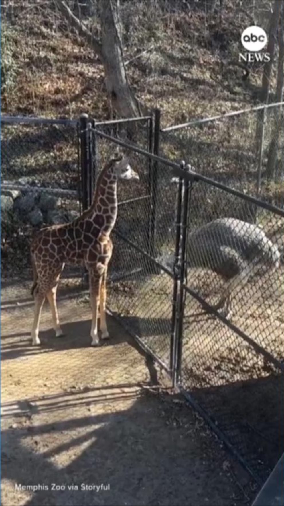 WATCH: Baby giraffe and ostrich face off in 'staring contest'