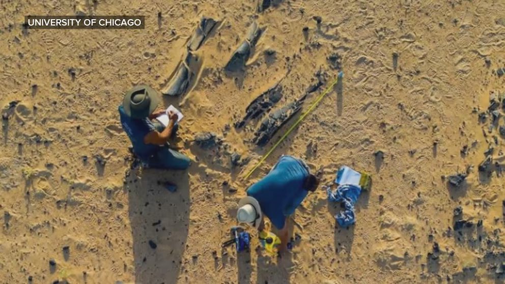 WATCH:  New dinosaur species discovered deep in the Sahara Desert
