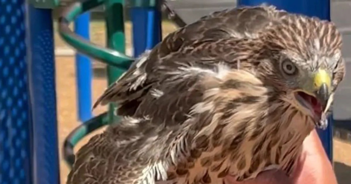 L.A. man who gave alcohol to hawk is sentenced for animal cruelty