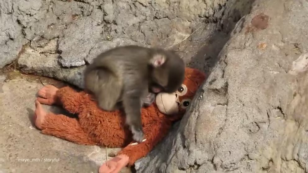 Video David Muir shares story of Punch, the monkey who found comfort in a toy orangutan