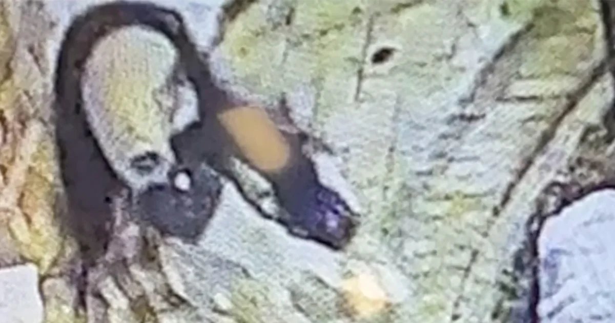 Maryland man donned disguise to kill millionaire philanthropist in nursing home, police say