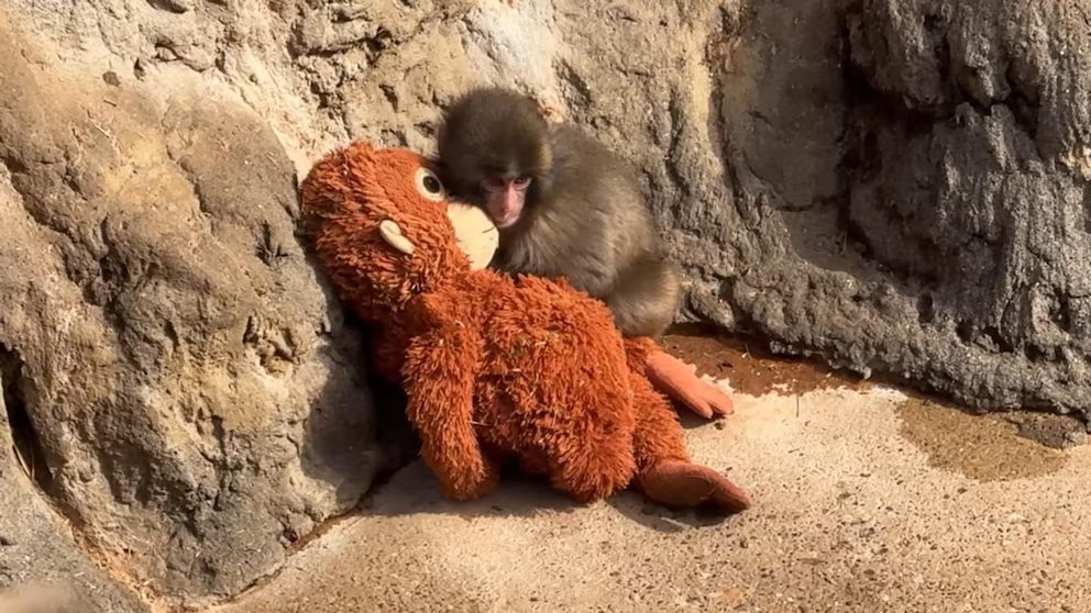 WATCH:  David Muir shares heartwarming development on Punch the monkey and stuffed orangutan