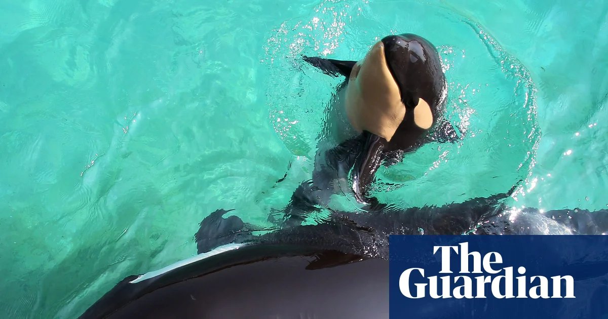 The race to save Wikie and Keijo: the mother and son orcas left in a shut-down aquarium | Whales