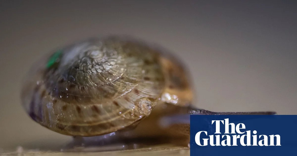 Bermuda snail thought to be extinct now thrives after a decade’s effort | Wildlife