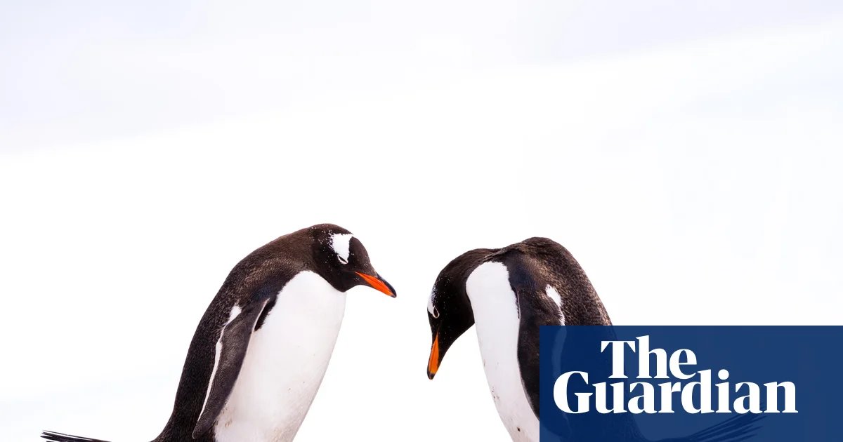 Gentoo penguins the first birds on Australian territory to contract H5N1 as bird flu spreads | Bird flu