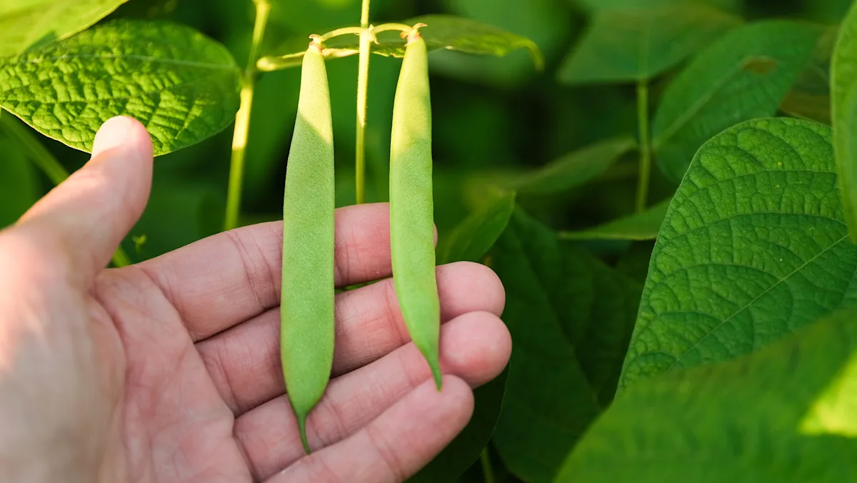 US soybean farmers are hopeful over tariff ruling. Here’s why.