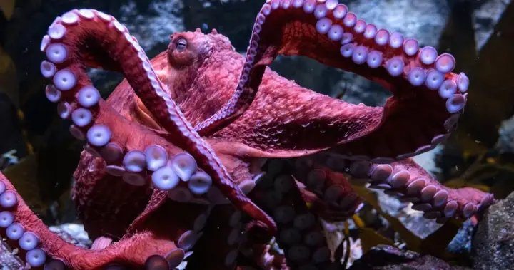 Recipe: Roasted octopus with black garlic puree – BC