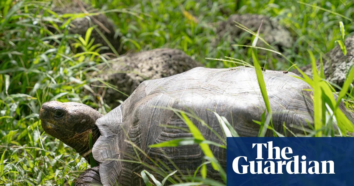 Floreana giant tortoise reintroduced to Galápagos island after almost 200 years | Galápagos Islands