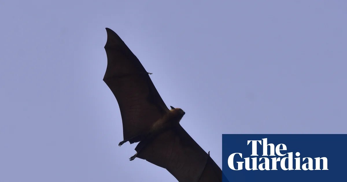 One person dead from Nipah virus in Bangladesh, WHO says | Bangladesh