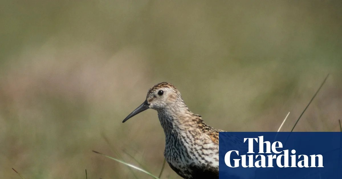 Pennines delight as drone survey offers hope for one of UK’s rarest birds | Birds