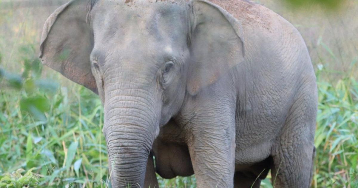 Thailand uses a birth control vaccine to curb its elephant population near expanding farms