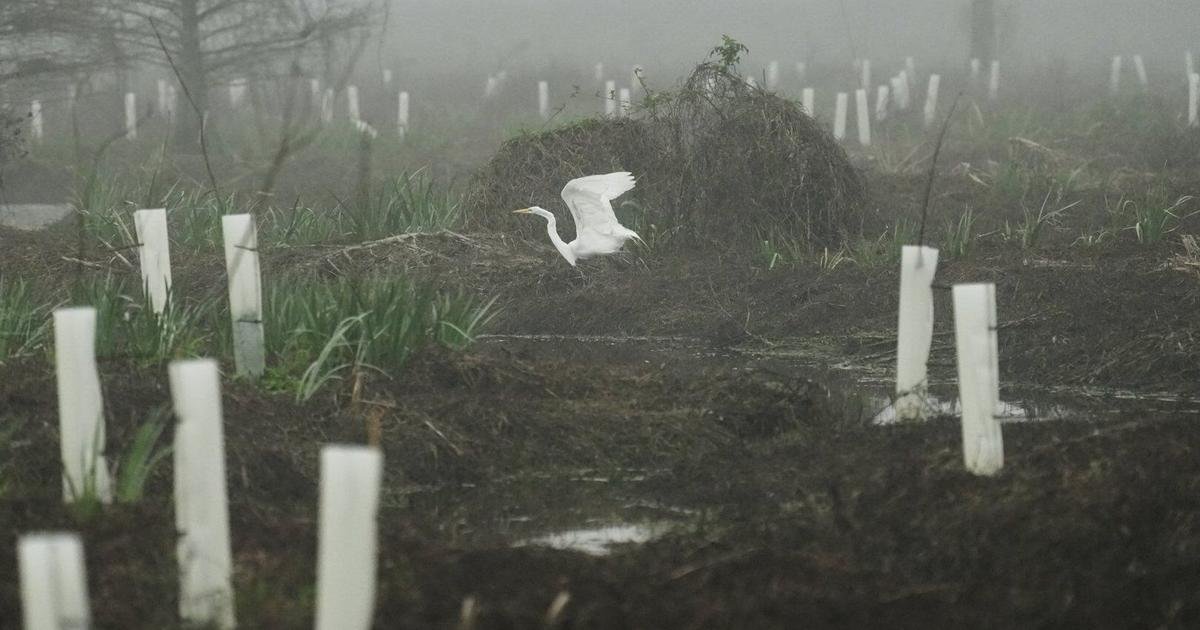What can toughen Louisiana coast against worsening storms? 4 years and 30,000 trees