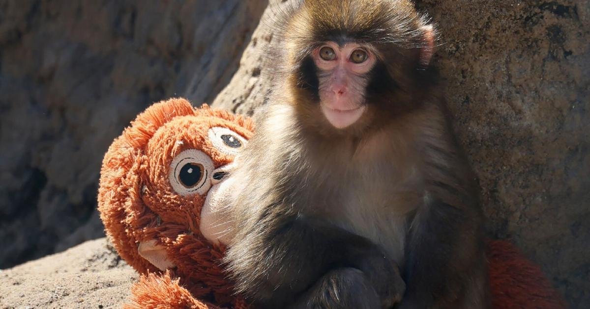 The world has fallen in love with Punch the monkey. Why are we so captivated by a lonely Japanese macaque?