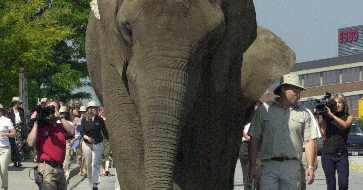 How Giorgio Mammoliti turned Toronto politics into performance art: elephant rides, shirtless stunts and Parkdale smears