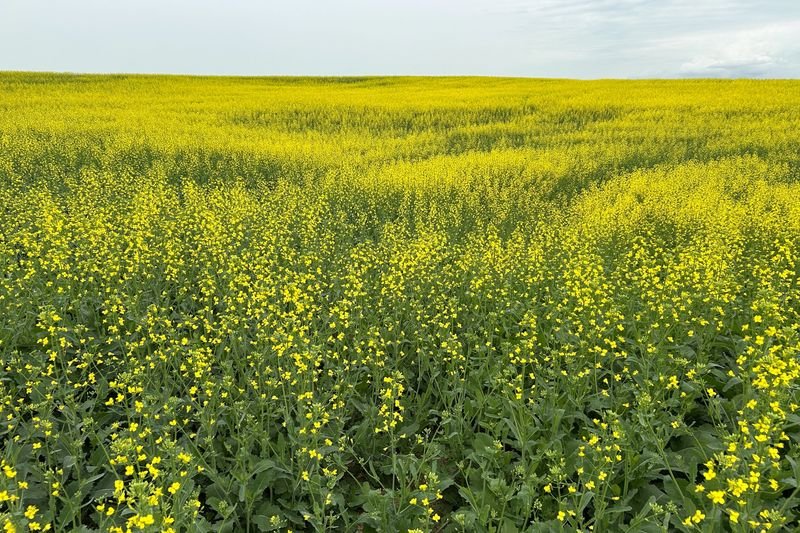 China slashes anti-dumping tariff on Canadian canola in final ruling