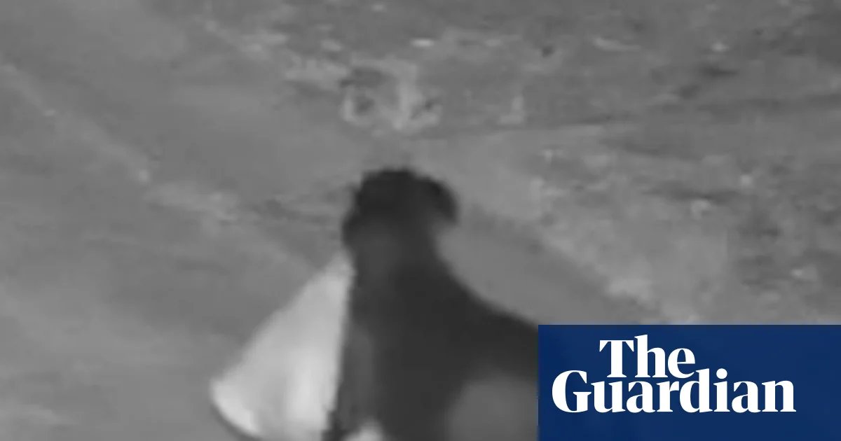 Man in Sicily trained his dog to illegally dump rubbish, say police | Italy