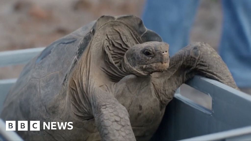 Giant tortoises return to Galápagos island after nearly 200 years