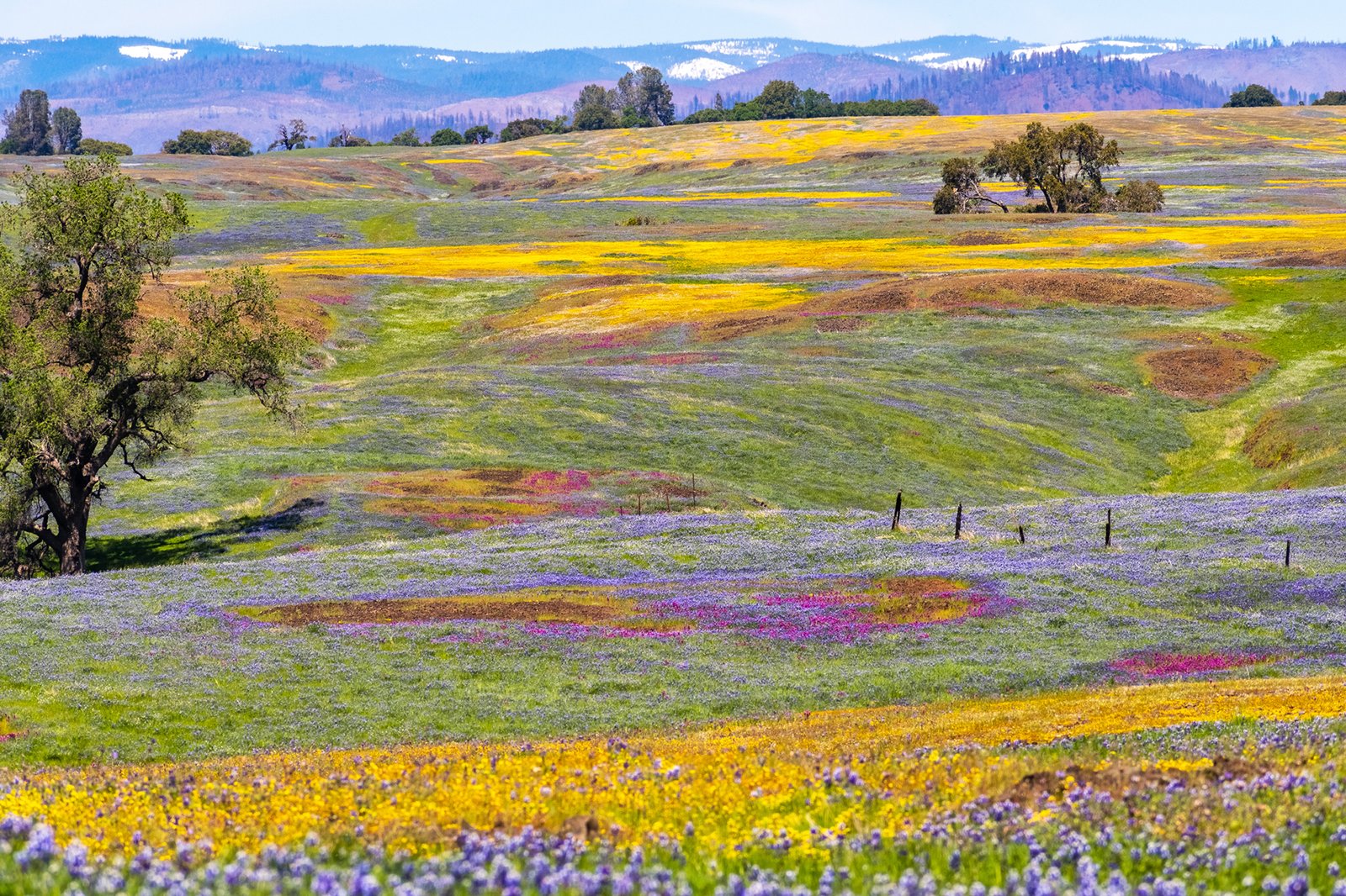 A California superbloom may happen this year