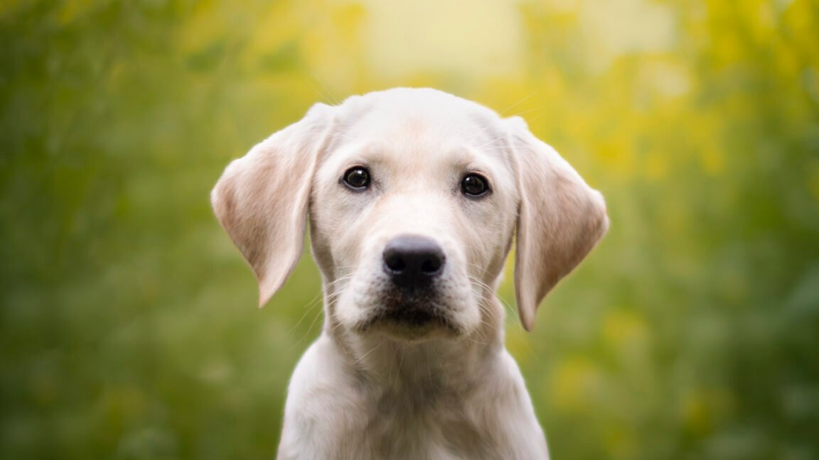 Ring cancels Flock deal after dystopian Super Bowl ad prompts mass outrage