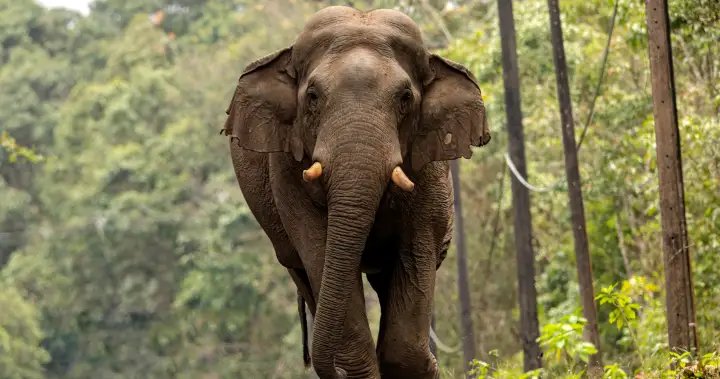 Tourist trampled to death by elephant in Thailand park, the 3rd human it’s killed – National