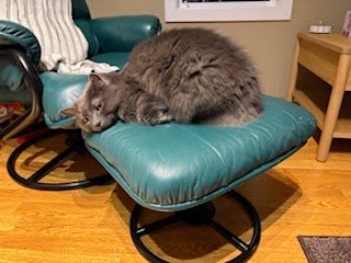 Tuesday Night Cat Blogging