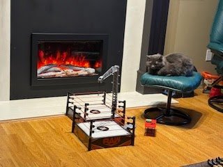 Tuesday Night Cat Blogging